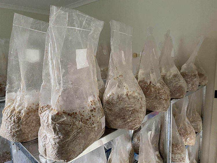 Uporaba PP vrečk za gojenje gob se razlikuje od tradicionalnega gojenja